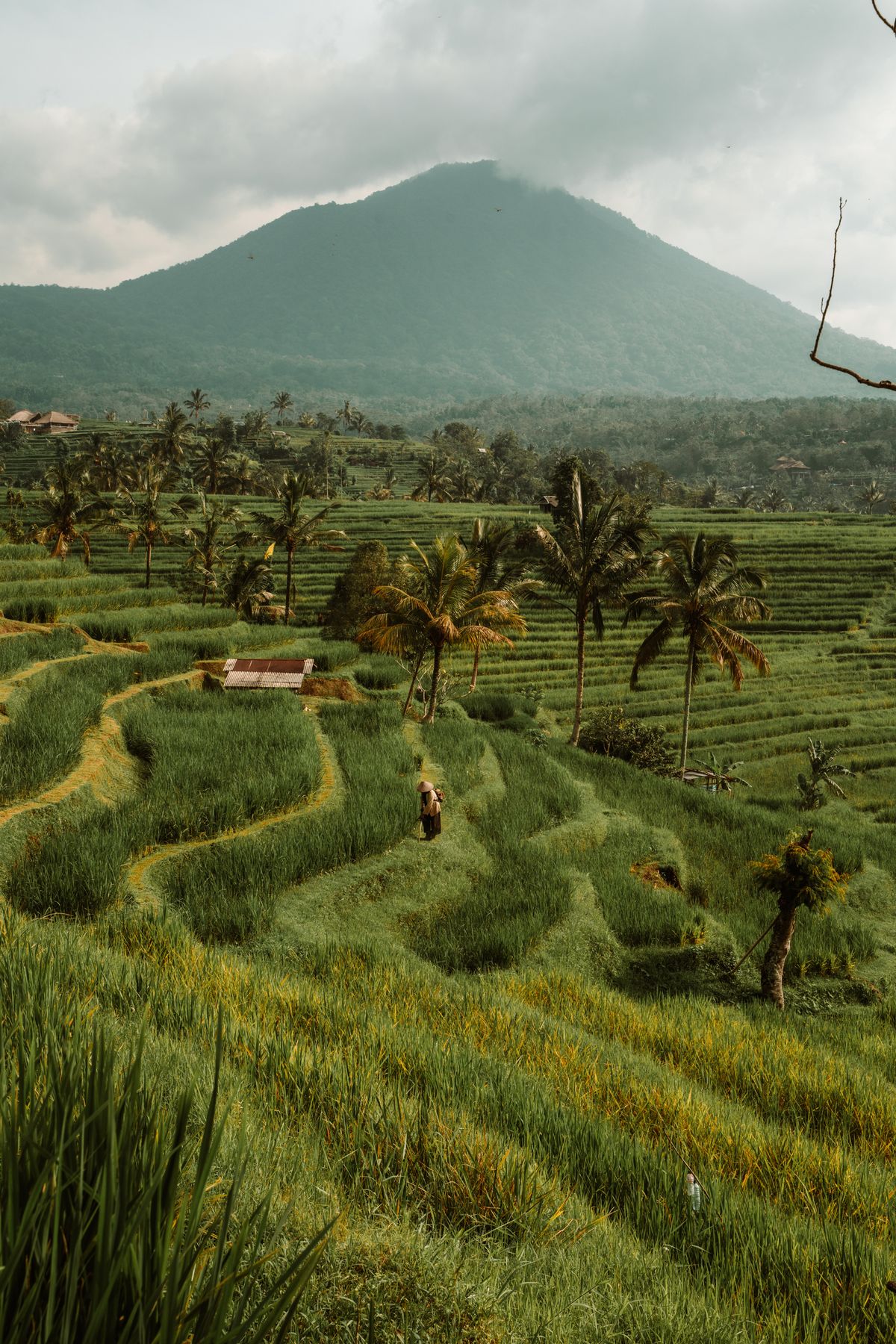 Bali jungle and coast