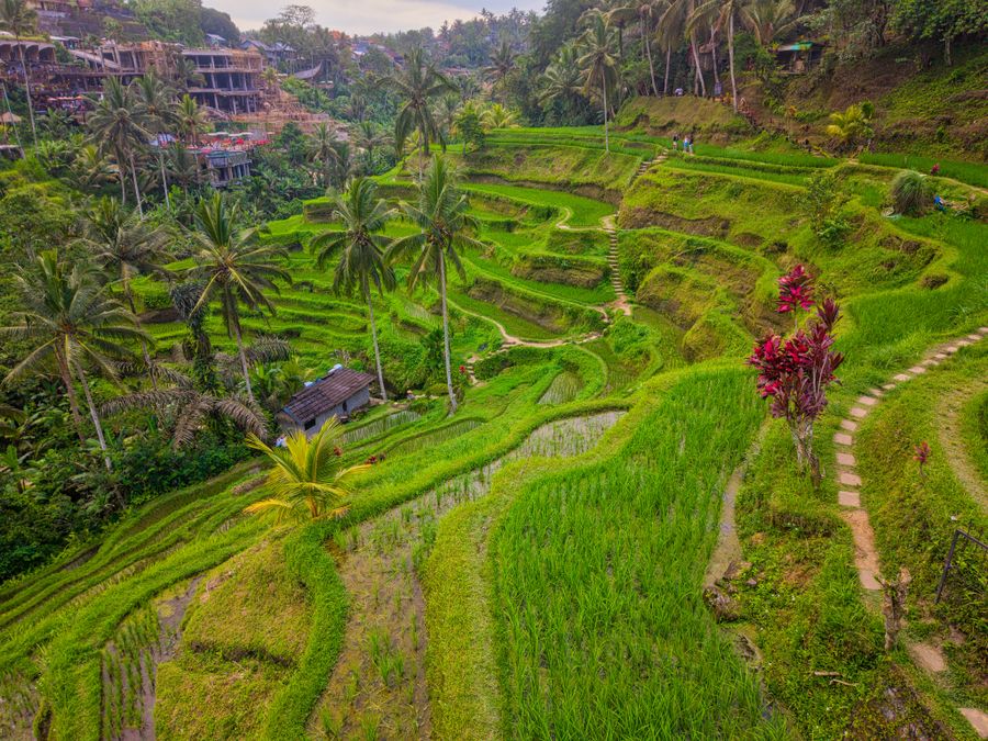 Bali Jungle & Coast